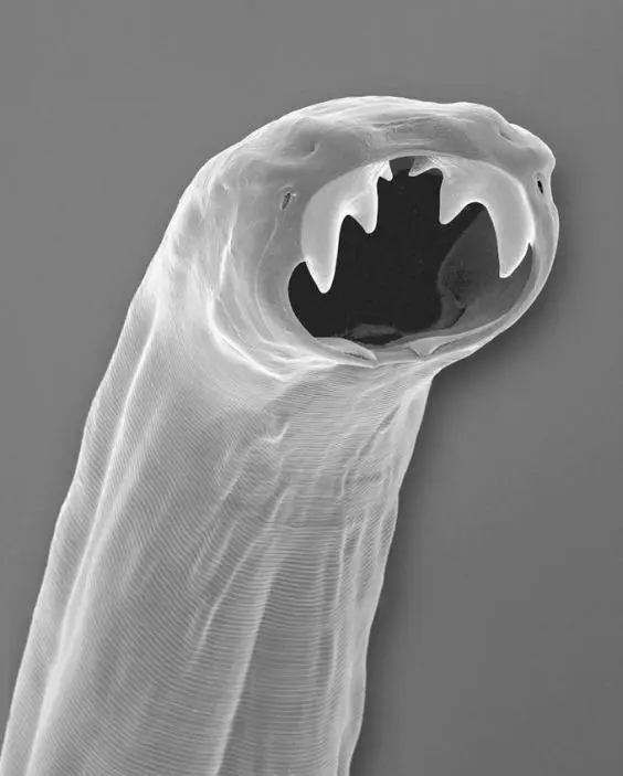 THE DARKLING BEETLE small and shy with an understated matteblack carapace is - фото 21