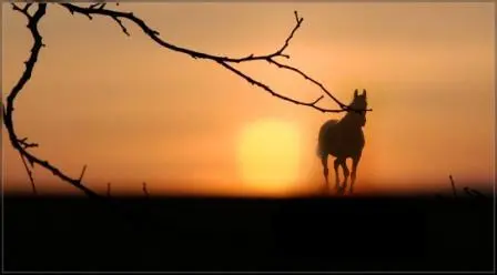 Де той табір нездоланний Коні Жито Забуття Чим тоді були старанні - фото 2