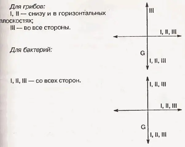 Фактически указанные признаки позволяют провести классификацию организмов по - фото 18