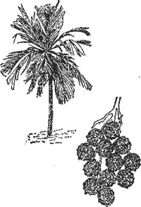 Рис 72 Пальма Pelagodoxa Henryana с Маркизских островов Ее плоды достигают - фото 79
