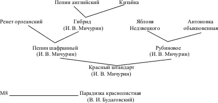 Продолжив скрещивания уже Парадизки краснолистной с подвоем 1314 В И - фото 1