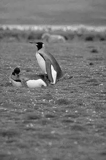 G R Guy PENGUINS MATING 11 EXAMPLES OF UNUSUAL ANIMAL MATING HABITS 1 - фото 7