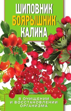 Алла Нестерова Шиповник, боярышник, калина в очищении и восстановлении организма обложка книги