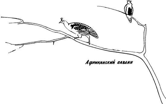 Американский натуралист не успокоился до тех пор пока не поймал несколько - фото 42