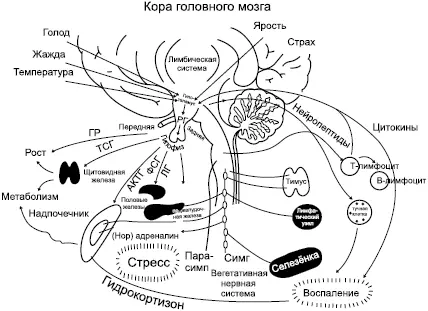 Схема 1 Интегративные системы человеческого организма Давайте подробно - фото 4