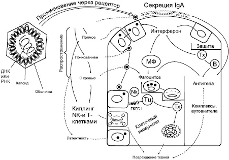 Схема 3 Реакция организма на вирусы Условные обозначения к схеме 3 - фото 6