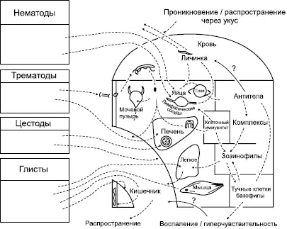 Схема 4 Реакция организма на червей Условные обозначения к схеме 4 - фото 7