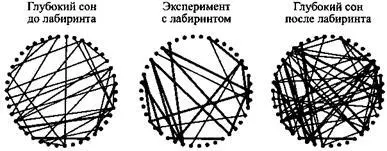 Модель корреляции в мозгу крысыВ сети из 42 нейронов гиппокампа в мозгу крыс - фото 19