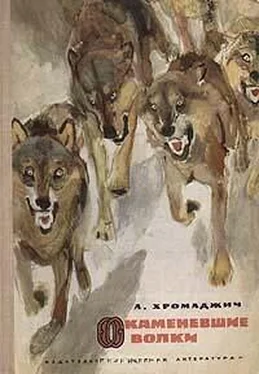 Ахмет Хромаджич Окаменевшие волки обложка книги