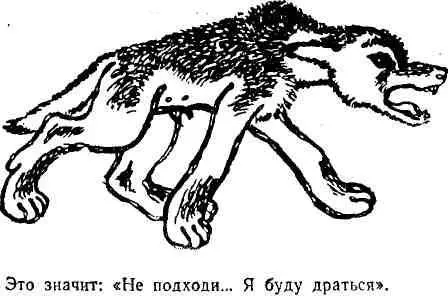 Одно ухо поднято вверх другое плотно прижато Весь лоб собрался в мелкие - фото 23