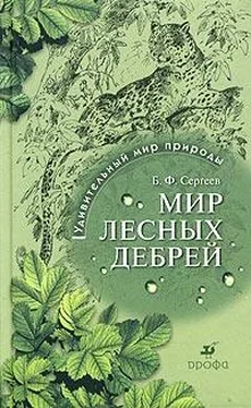 Борис Сергеев Мир лесных дебрей обложка книги