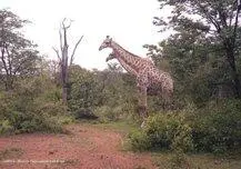 Мы сделали несколько кругов по парку фотографируя многочисленных жирафов - фото 530