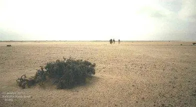 Это место в путеводителях так и называется skeleton coast Ведь влажность в - фото 580