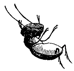 Перед самой землей Марвин оттолкнулся ножками от совка взлетел в воздух и - фото 54