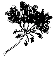 Они пересекли стол и перебрались на окно Там в длинном ящике нежились на - фото 60