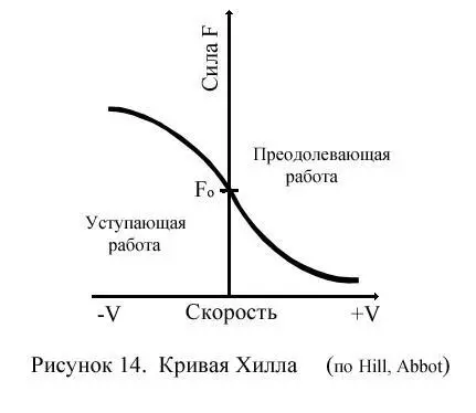 Рисунок 22Кривая Хилла по Hill Abbot В уступающем режиме наблюдается - фото 64