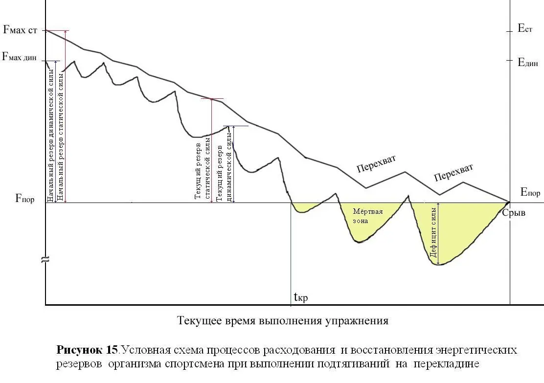 Рисунок 211Условная схема процессов расходования и восстановления - фото 79