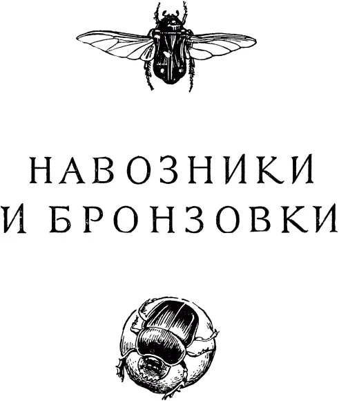 СВЯЩЕННЫЙ СКАРАБЕЙ Шары Нас было пятеро или шестеро Я самый старый их - фото 282