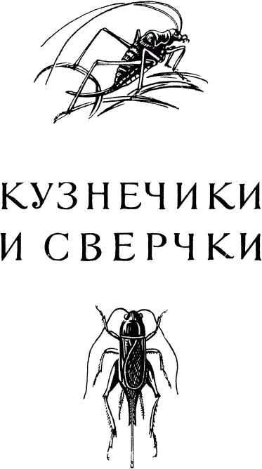 КУЗНЕЧИКИ Нравы кузнечиков Середина июля В школе начались каникулы но - фото 427