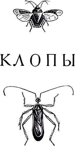 ЯИЧКИ КЛОПОВЩИТНИКОВ Сундучок с крышечкой Птичье яйцо такое простое по - фото 485