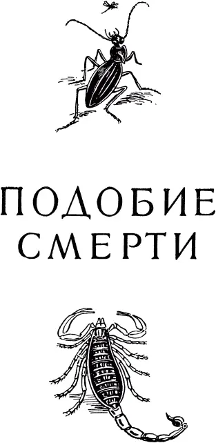 БОЛЬШОЙ СКАРИТ Разбойничья жизнь мало способствует развитию талантов - фото 496