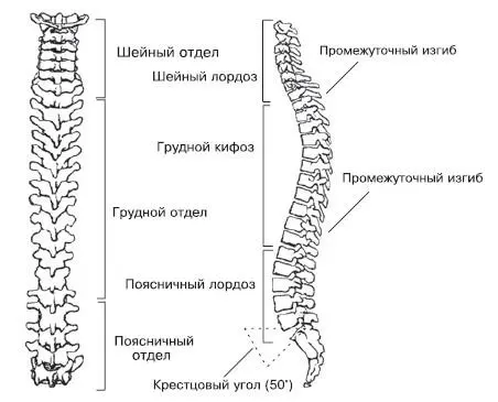 Рис 21Позвоночник вид сзади и сбоку Позвонки не располагаются один над - фото 8