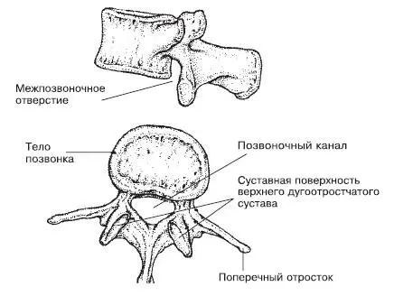 Рис 22Строение позвонка Костная структура постоянно обновляется - фото 9