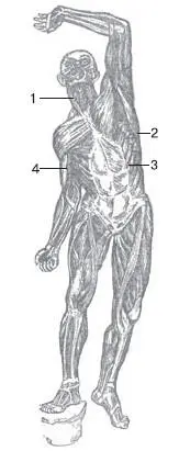 а б Рис 23Мышечная система человека а спереди 1 - фото 10