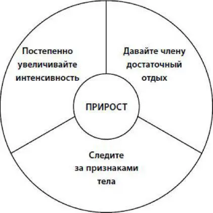 Правило 1 давайте члену достаточный отдых Члену как и любым другим вашим - фото 4