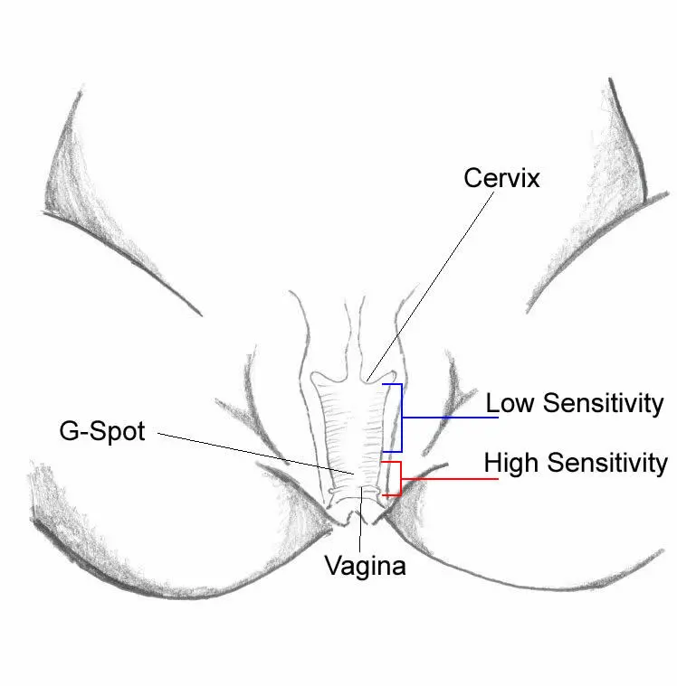 Vagina The vagina is a tube shaped organ where the penis is inserted during sex - фото 3