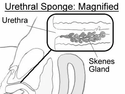 Some people think that the urethral sponge and the Gspot is the same thing - фото 6