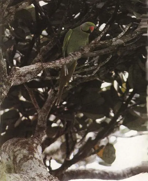Der Mauritiussittich höchstwahrscheinlich der seltenste Vogel der Welt - фото 23