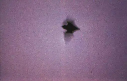Ein Mitglied eines RodriguesFlederhundSchwarms macht sich in der Dämmerung - фото 26
