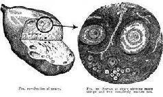 While staring at the ovary drawings Hollis thought So this is what you look - фото 3