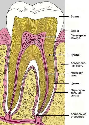 Рис 1 взято с сайта estheticsru Зубы соматологии отмечают следующим - фото 2