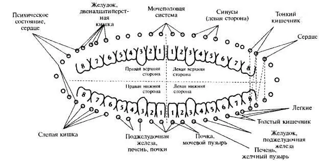 Мнение о связи зубов со всем организмом придерживается и Екатерина Слободскова - фото 5
