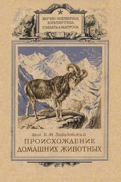 Борис Завадовский Происхождение домашних животных обложка книги