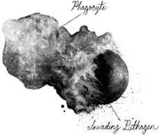 An immune cell called a phagocyte eating a pathogen One type of white - фото 30