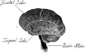 Along with the violent tonicclonic seizure it turned out I had also been - фото 10