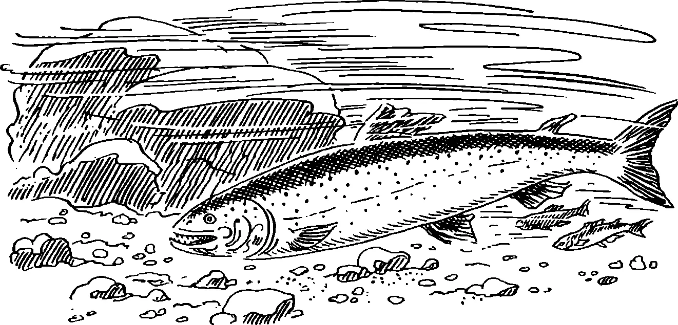 I Ее звали Красавкой Это была маленькая пестрая рыбка очень похожая своей - фото 28