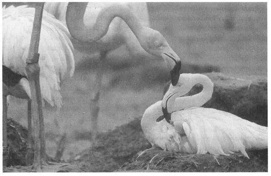 In a detailed study of parental behavior by female pairs of Ringbilled Gulls - фото 7