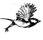 Глава 18 Роб подметал бетонную дорожку перед мотелем Звезда Кентукки когда - фото 46