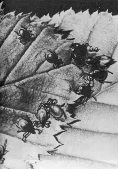 Клещ обыкновенный Ixodes ricirfus голодные самки и самцы на листе растения - фото 12