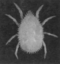 Аргасовый клещ Parantricola marginatus эндемичный вид из тёплых пещер Кубы - фото 19