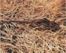 Мышь полосатая Lemniscomys striatus относится к числу важных резервуаров - фото 27
