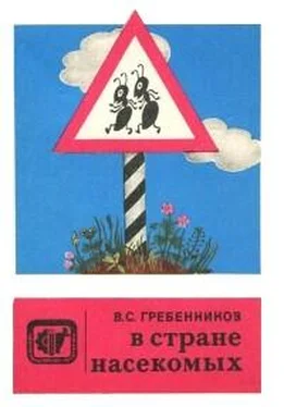 Виктор Гребенников В стране насекомых. Записки и зарисовки энтомолога и художника. обложка книги