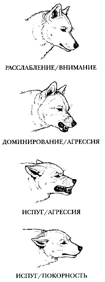 Рис 3 Основные положения ушей собаки с прямостоячими ушами Висячие или - фото 4
