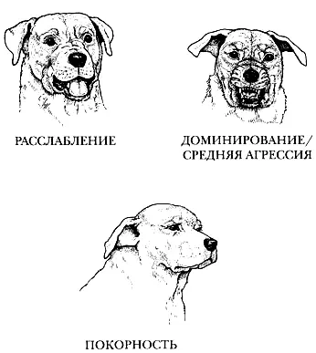 Рис 4 Основные положения ушей у вислоухой собаки Есть некоторые грустные - фото 5