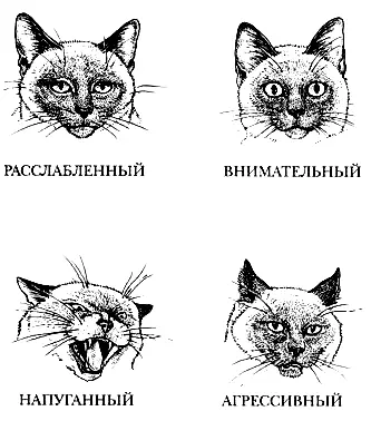 Рис 10 Основные сигналы кошачьих ушей и выражения морды Положение ушей - фото 11