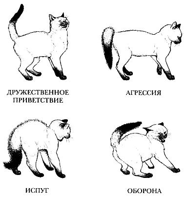 Рис 11 Типичные положения хвоста и язык тела кошек посланный хвостом может - фото 12